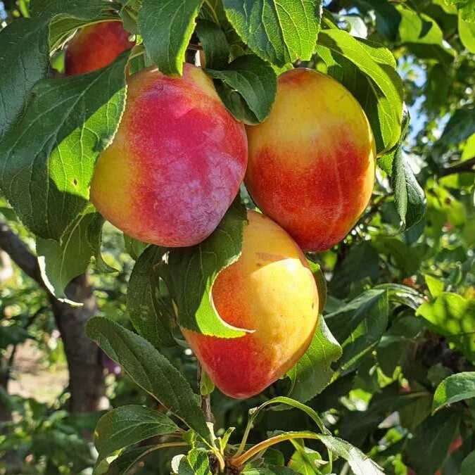 Prunus Salicina ‘Luisa’ (Luisa Plum)