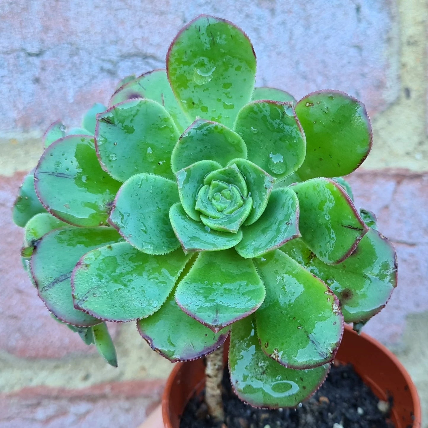 Aeonium decorum ‘Red Edge’