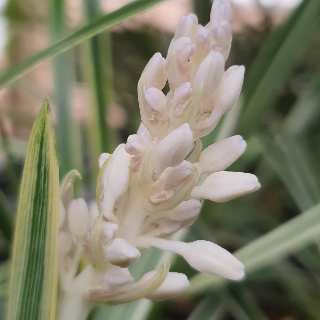 Ophiopogon intermedius ‘Alba Variegata’ (Stripey White)