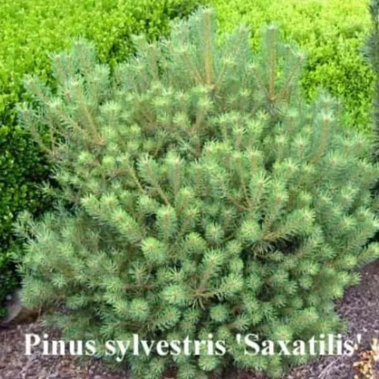 Pinus sylvestris ‘Saxatilis’ – Scots Pine