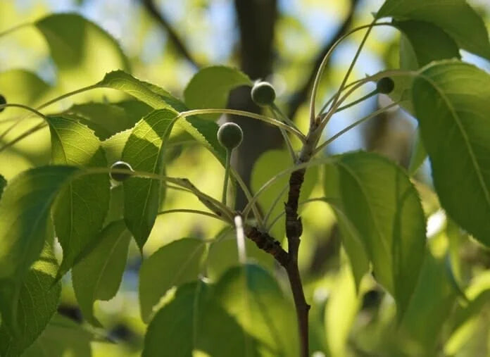 Pyrus betulaefolia ‘Southworth Dancer™’