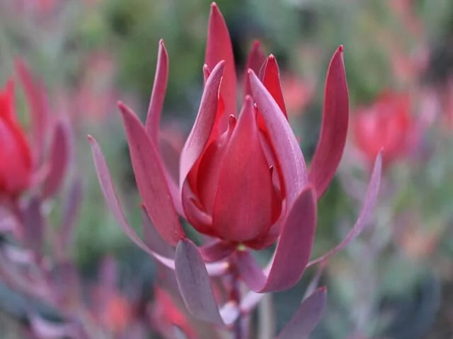 Leucadendron salignum ‘Red Countess’ – Red Bract Shrub