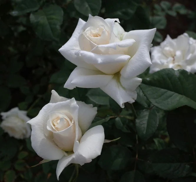 Rosa ‘Pascali’ (Hybrid Tea Rose)