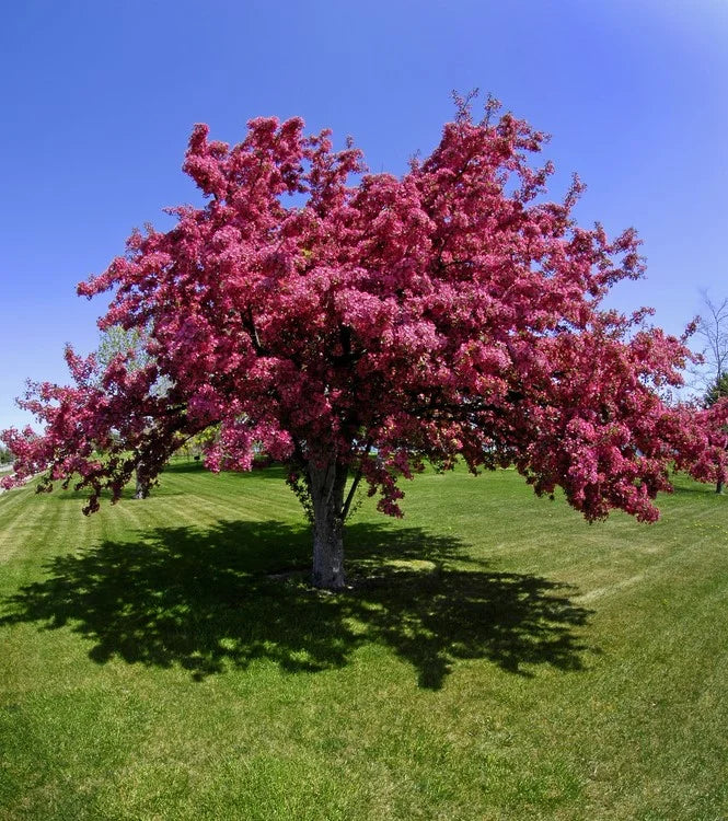 Malus ‘Criknzam’ Crimson Knight™ (Crab Apple)