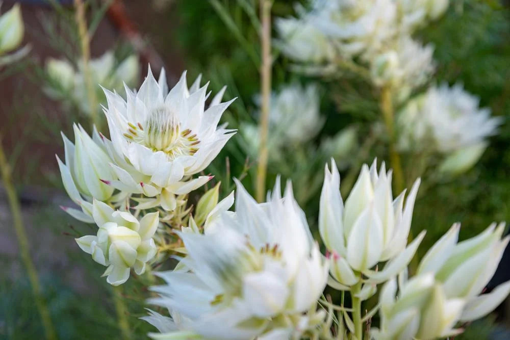 Serruria glomerata ‘Lemon Honey’ – Flowering Shrub
