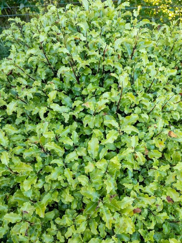 Pittosporum tenuifolium ‘Pinnacle™’ – Narrow Evergreen Hedge