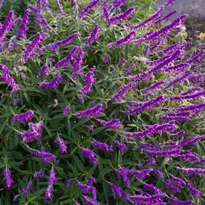 Salvia leucantha ‘Velour Purple’ – Mexican Bush Sage