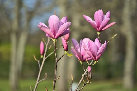 Magnolia liliiflora ‘Nigra’ – Dark Purple Magnolia