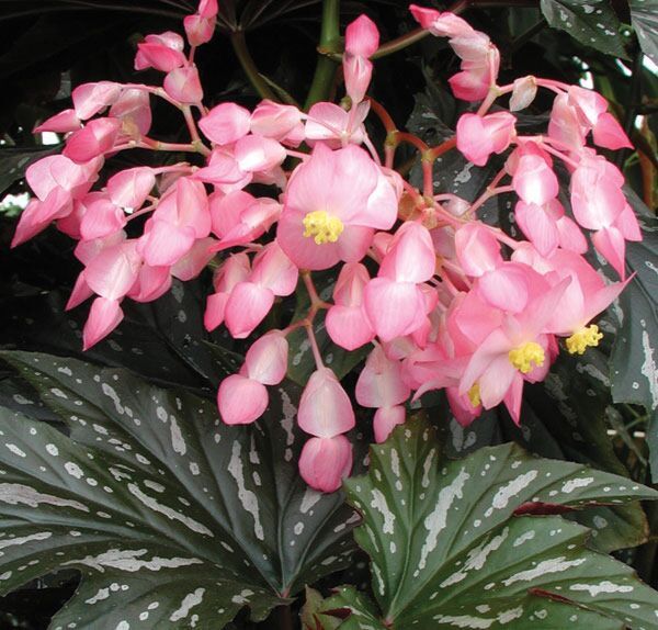 Begonia Sophie Cecile (Pink Flowering Begonia)