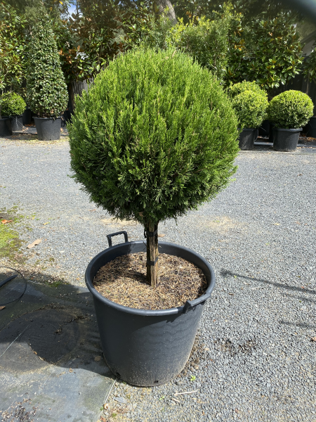 Juniperus Virginiana ‘Spartan’ (Spartan Juniper)