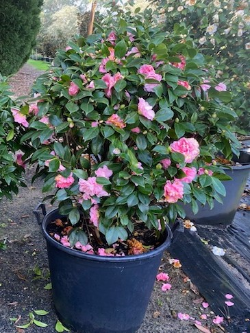 Camellia Japonica ‘Fran Honeyer’ (Fran Honeyer Camellia Balls)