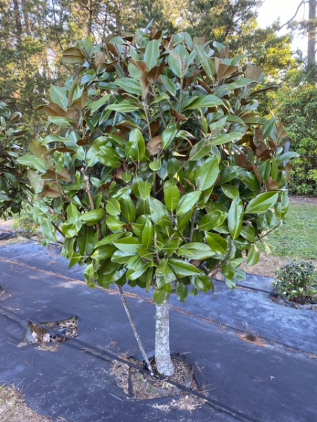 Magnolia Grandiflora ‘Exmouth’