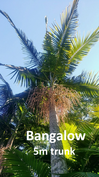Archontophoenix Cunninghamiana (Bangalow Palm)