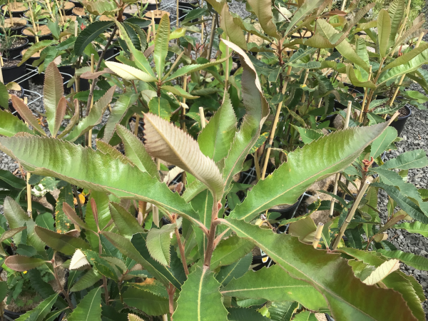 Banksia Robur (Swamp Banksia)