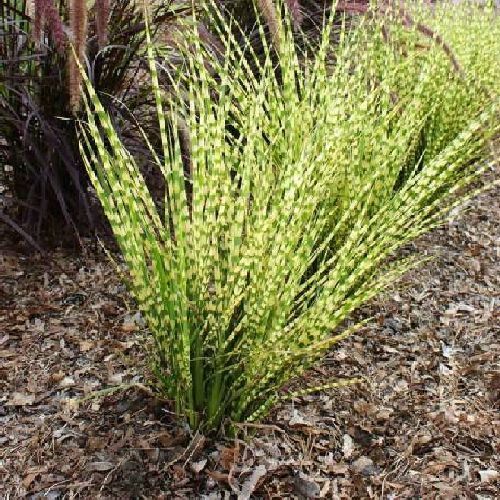 Miscanthus Sinensis ‘Gold Bar’ (Gold Bar Maiden Grass)
