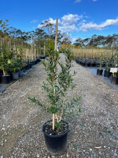 Callistemon Viminalis ‘CV01’ SLIM™ (Slim Bottlebrush)