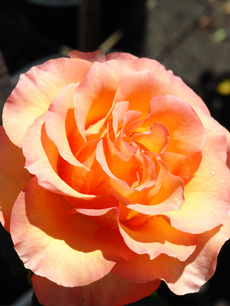 Rosa 'Daybreaker' (Daybreaker Rose)