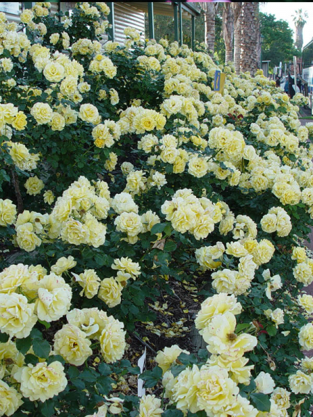 Rosa ‘Gold Bunny’ (Gold Bunny Floribunda Rose)