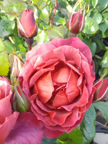 Rosa 'Hot Cocoa' (Hybrid Tea Rose)