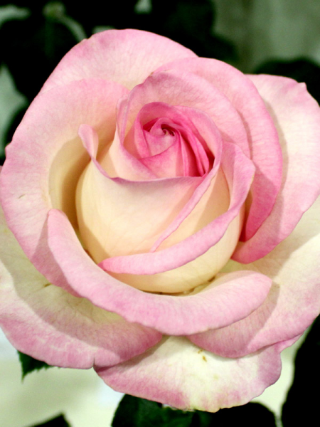 Rosa 'Moonstone' (Hybrid Tea Rose)