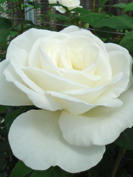 Rosa 'Sugar Moon' (Hybrid Tea Rose)
