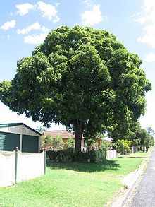 Flindersia Australis (Crows Ash)