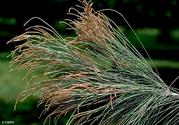 Allocasuarina torulosa (Forest Oak)