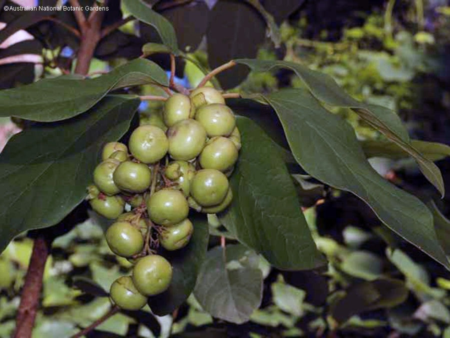 Gmelina leichhardtii
