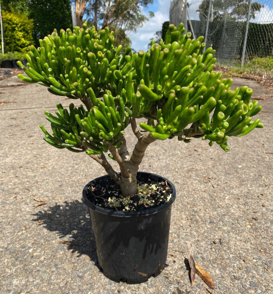 Crassula Ovata 'Gollum' (Gollum Jade)