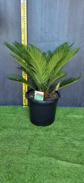 Cycas Revoluta (Sago Palm)