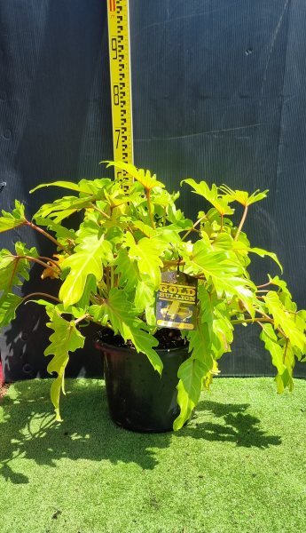 Philodendron ‘Gold Bullion’ (Golden Philodendron)