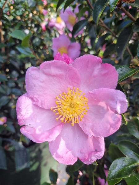 Camellia Sasanqua 'Plantation Pink'