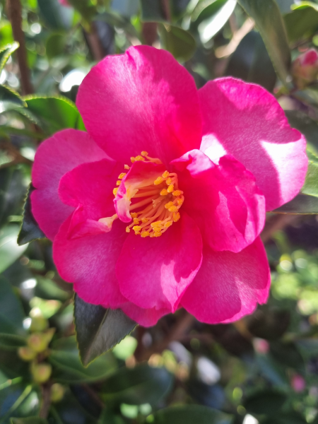 Camellia hiemalis ‘Hiryu’ (Sasanqua Hiryu Camellia)