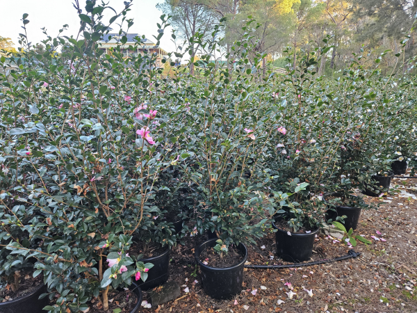 Camellia Sasanqua 'Weroona' (Weroona Camellia)