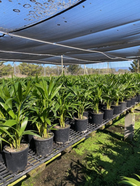 Howea Forsteriana (Kentia Palm)