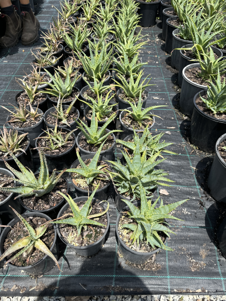 Aloe Spinosissima