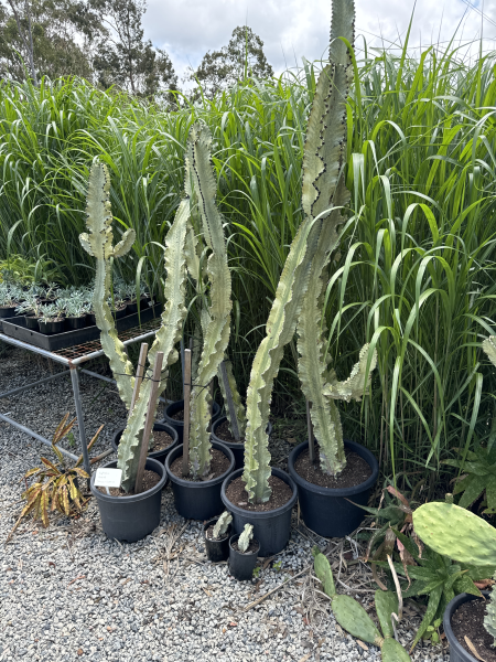 Euphorbia Ammak (Candelabra Spurge)
