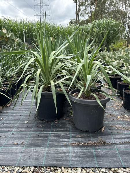Yucca recurvifolia (Curve-leaf Yucca)