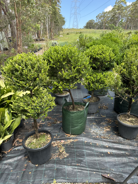 Buxus Microphylla Japonica (Japanese Box Topiary) Standards