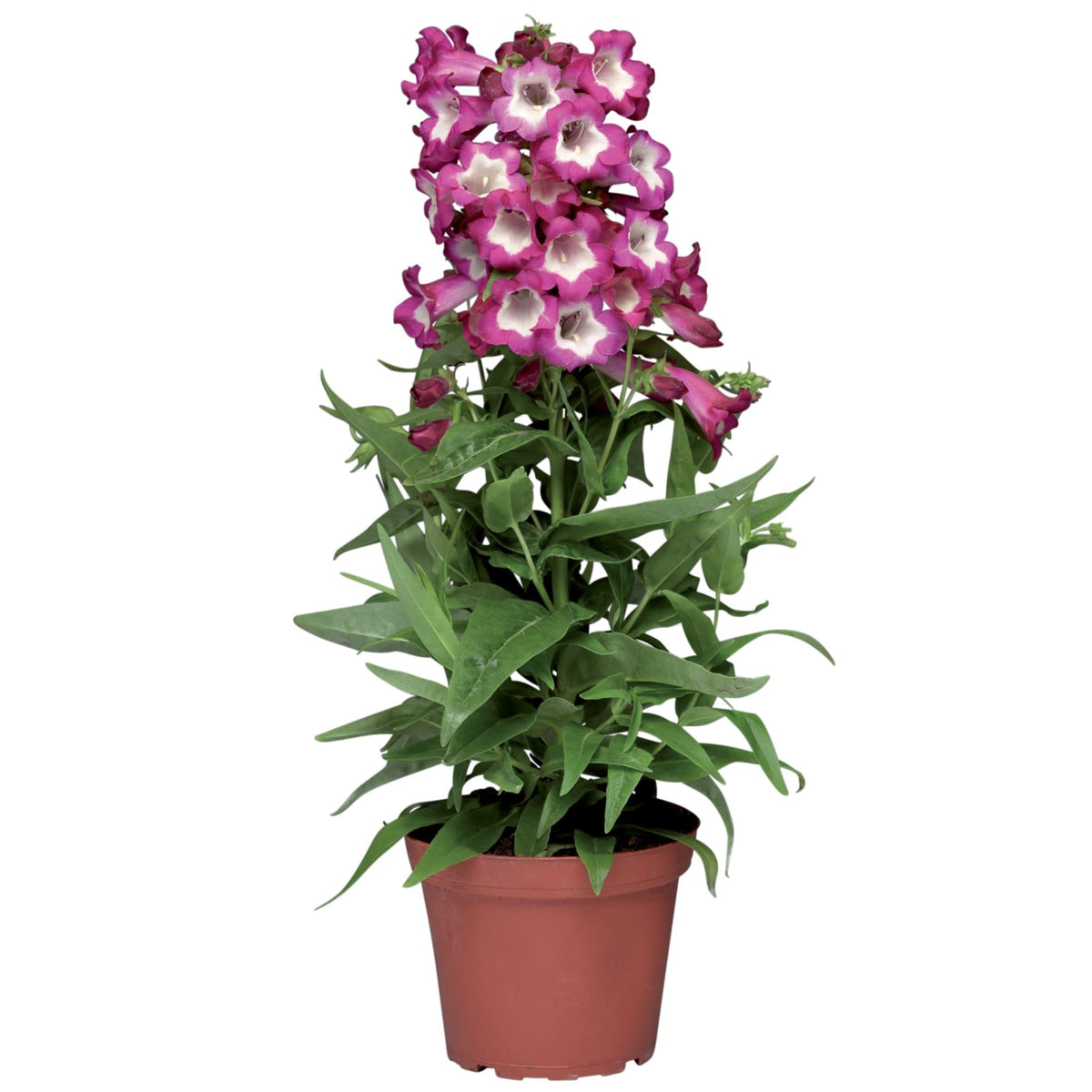 Penstemon ‘Phoenix™ Magenta’ (Beardtongue)