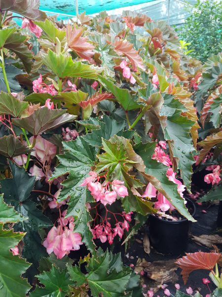 Begonia coccinea (Coral Begonia)