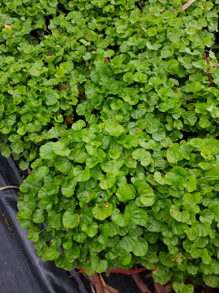 Dichondra repens ‘Emerald Falls’ (Kidney Weed / Emerald Falls Dichondra)