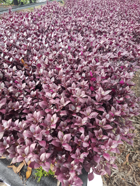 Alternanthera dentata ‘LRU30’ (LITTLE RUBY™)