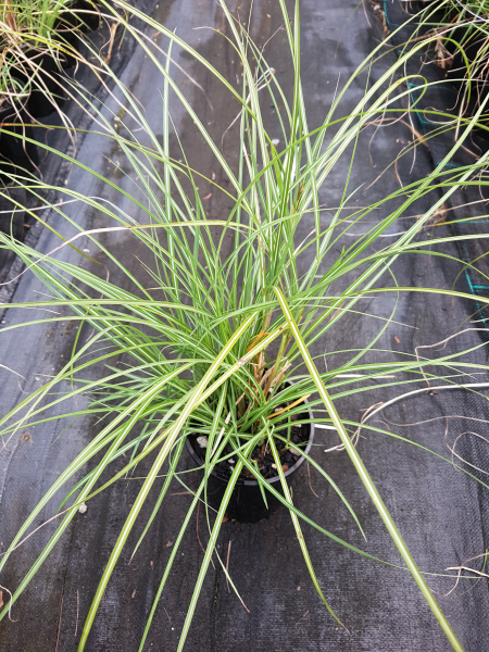 Miscanthus Sinensis 'Kleine Fontaine' (Maiden Grass Kleine Fontaine)