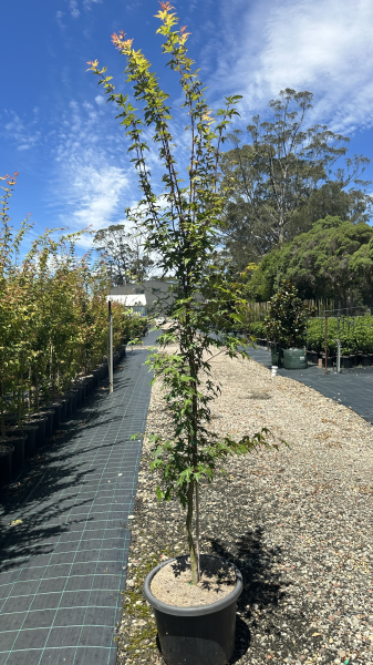 Acer Palmatum 'Sango Kaku' (upright - Senkaki | Sango Kaku | Coral Bark)