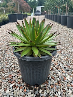 Agave ‘Green Glow’