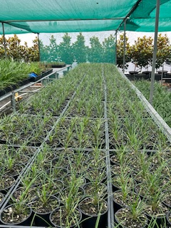 Ophiopogon Japonicus (Mondo Grass)