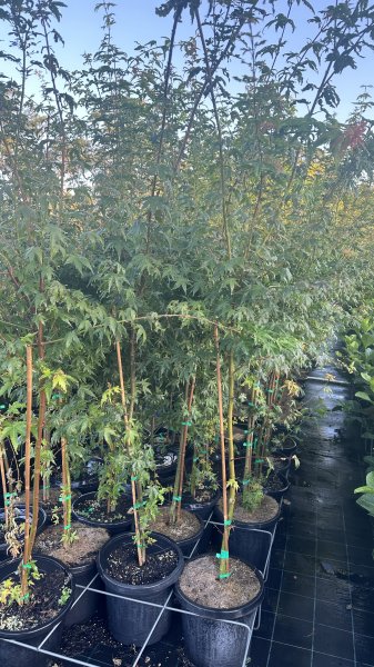 Acer Palmatum 'Senkaki' (upright)
