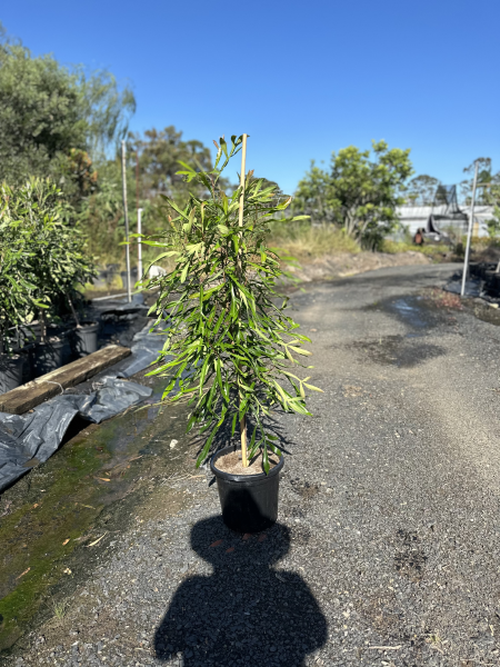 Buckinghamia Celsissima (Ivory Curl Tree / Queensland Laurel)