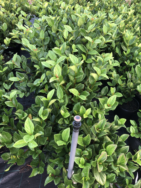 Viburnum Suspensum (Sandankwa Viburnum)
